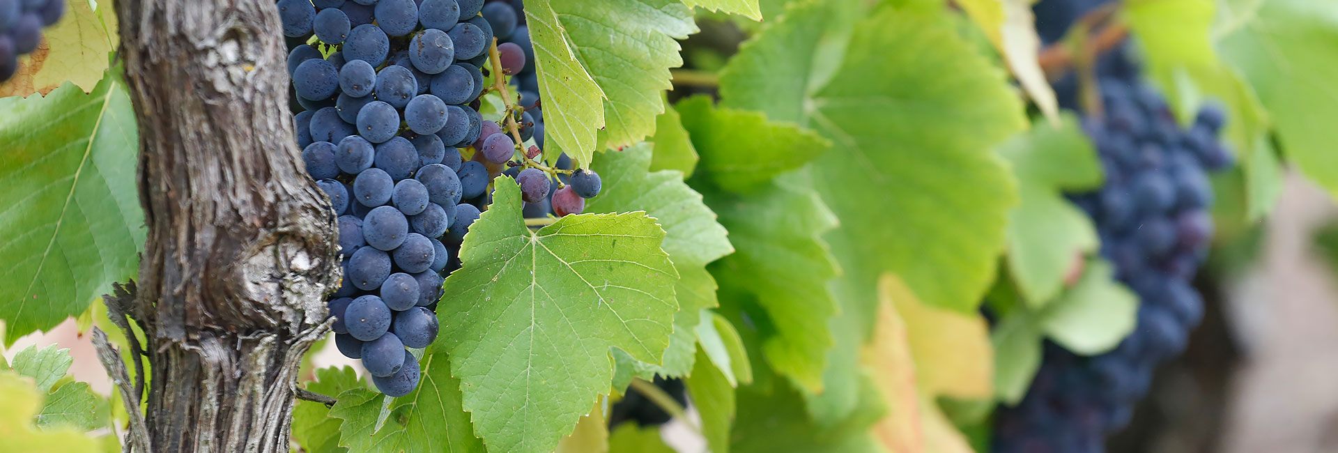 Pinot Noir